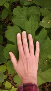 The bloodroot leaves are bigger than my hand.